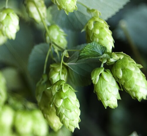 Hopfen