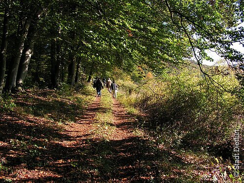 Wald Dietfurt