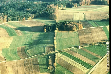 Hecke über Limesverlauf bei Burgsalach