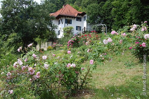 Rosenweg in Breitenbrunn